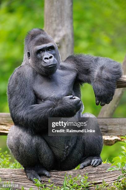 lowland gorilla sitting on log - gorilla fotografías e imágenes de stock