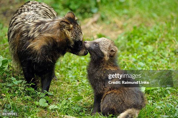 female raccoon dog with offspring - tanuki stock pictures, royalty-free photos & images