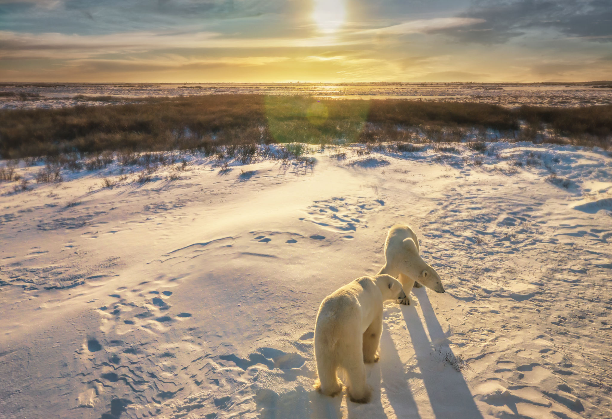 arctic landscape