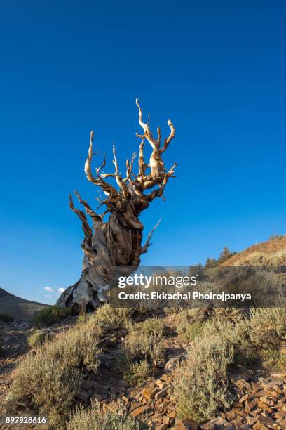 the patriarch grove of the ancient bristlecone pine forest, white mountains, california. - bristlecone pine stock pictures, royalty-free photos & images