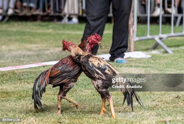 Roosters prepare to fight in Antananarivo, Madagascar, on December 24, 2017. Locals breed roosters with caution and fight them for fun and bets....