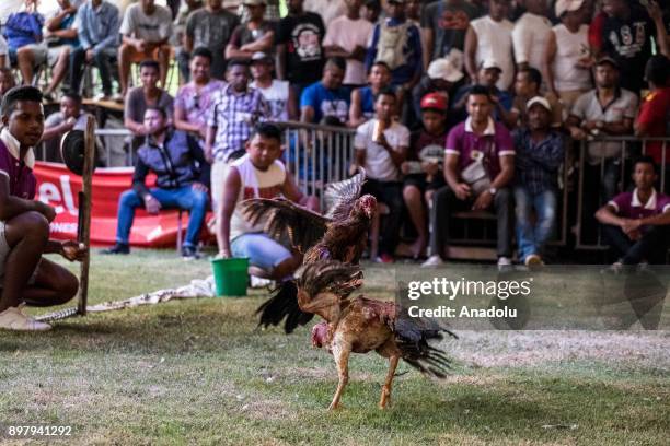 Roosters attack each other in a fight in Antananarivo, Madagascar, on December 24, 2017. Locals breed roosters with caution and fight them for fun...