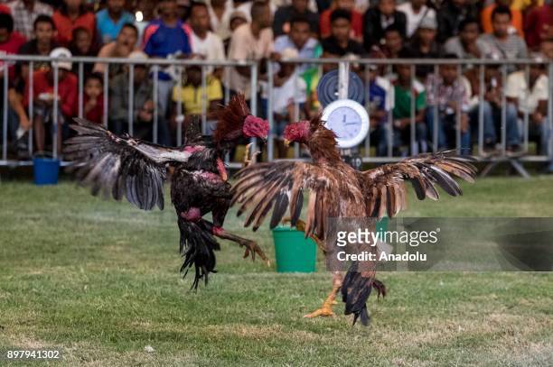 Roosters attack each other in a fight in Antananarivo, Madagascar, on December 24, 2017. Locals breed roosters with caution and fight them for fun...