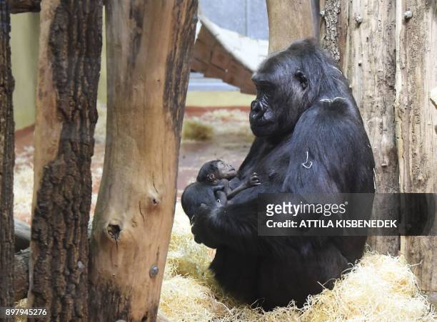 Gorilla mother N'Yaounda holds her one-day young gorilla baby on December 24, 2017 at the zoo in Budapest. / AFP PHOTO / ATTILA KISBENEDEK