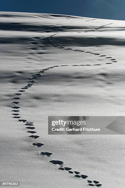 Trail of animal footprints in the snow, Graubuenden, Switzerland