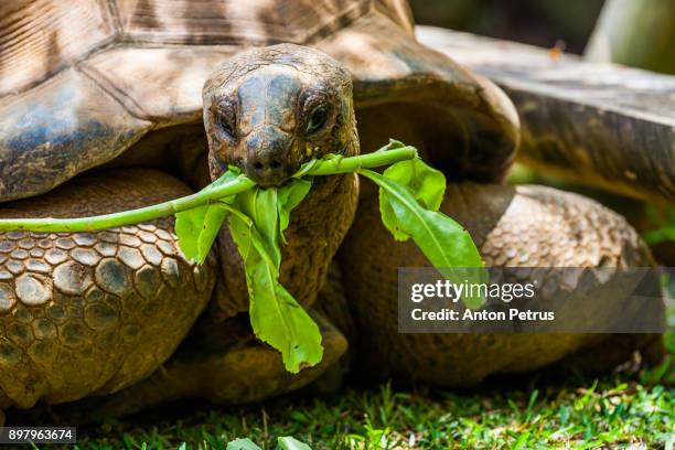 giant seychelles tortoise gazing in vanille reserve park. mauritius - セイシェルリクガメ ストックフォトと画像