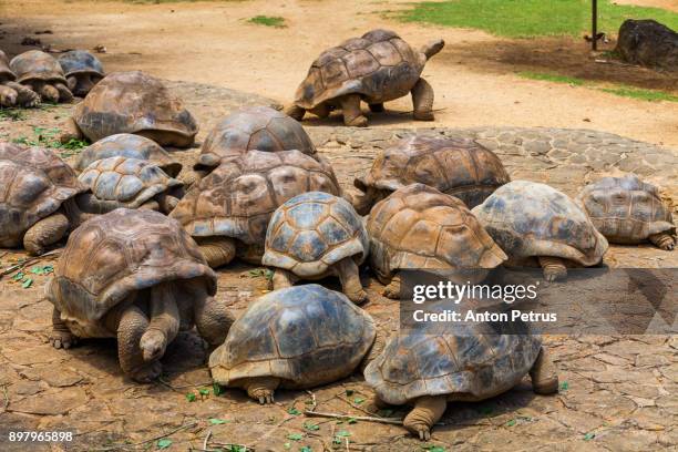 giant seychelles tortoise gazing in vanille reserve park. mauritius - seychellen riesenschildkröte stock-fotos und bilder