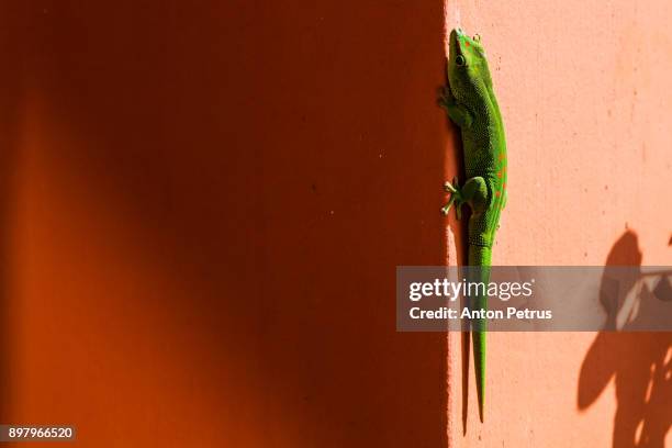 a lime green mauritian lizard - animal head on wall stock pictures, royalty-free photos & images