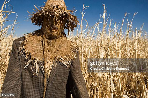 a scarecrow in a field - scarecrow stock pictures, royalty-free photos & images