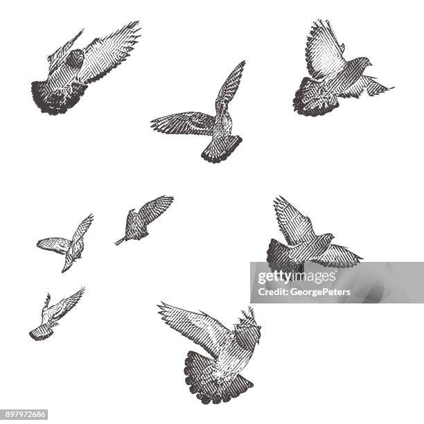 ilustraciones, imágenes clip art, dibujos animados e iconos de stock de grabado de la ilustración de una bandada de pájaros en vuelo. - paloma pájaro