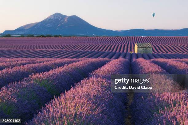 a rustic barn amongst rows of lavender in provence, france - region provence alpes côte d'azur stock-fotos und bilder