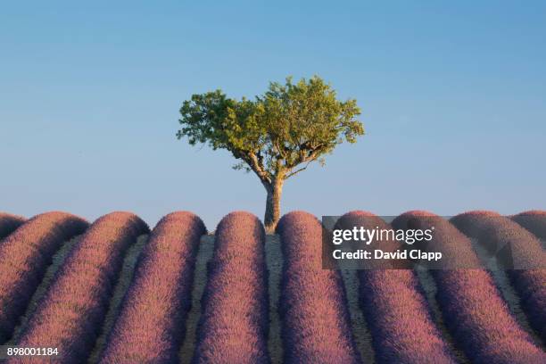 olive trees and lavender in provence, france - single tree stock pictures, royalty-free photos & images
