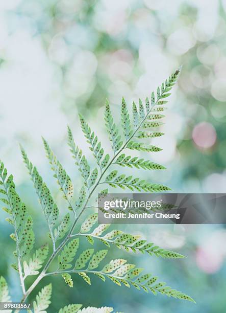 fern leaf with spores - polypodiaceae stock pictures, royalty-free photos & images