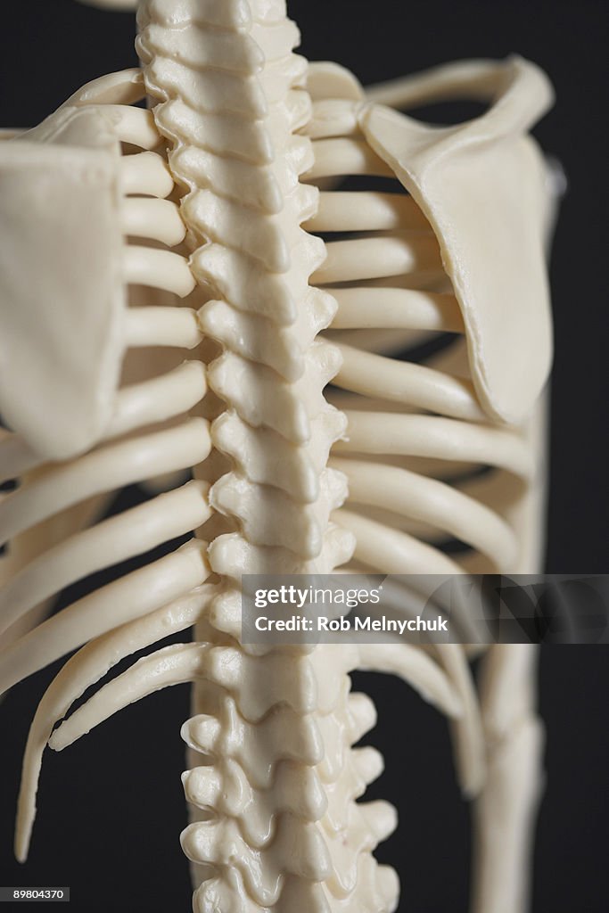 Spinal cord on skeleton