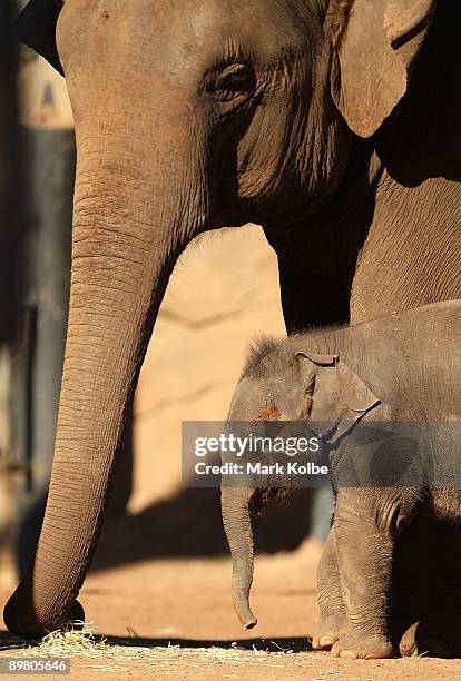 Asian Elephant calf Luk Chai is seen before a traditional ecumenical Thai blessing for good health and success at Taronga Zoo on August 15, 2009 in...