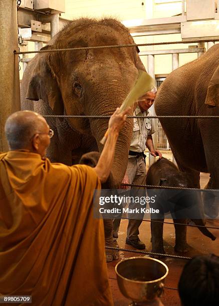 Elephant Welcome Ritual Elephant Blessing Ceremony Photos and Premium High Res Pictures - Getty ...