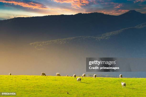 panoramic view nature landscape in south island new zealand - new zealand otago road stock pictures, royalty-free photos & images