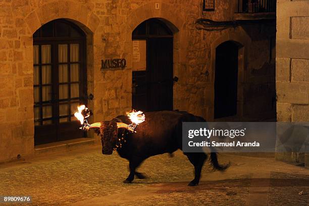 Bull with flaming horns charges during the The Fiesta Del Toro Embolao on August 15, 2009 in the village of Cretas, eastern Spain.This type of...