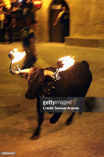 Bull with flaming horns charges during the The Fiesta Del Toro Embolao on August 15, 2009 in the village of Cretas, eastern Spain.This type of...