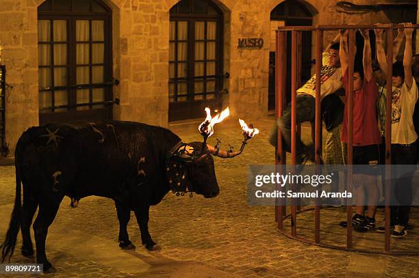 People are caged in front of a bull on fire during the The Fiesta Del Toro Embolao on August 15, 2009 in the village of Cretas, eastern Spain.This...