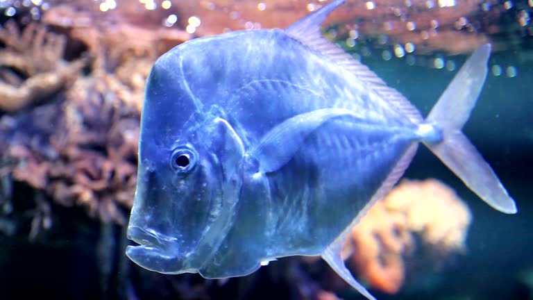 Big Fish Raro Rare Aquarium Fish Videos and HD Footage - Getty Images
