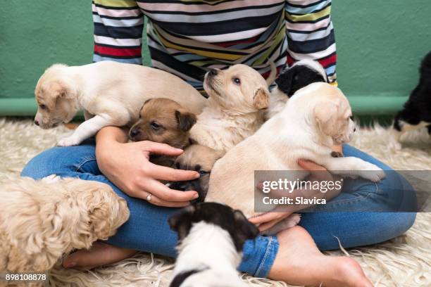 woman playing with puppies - multiple dogs playing stock pictures, royalty-free photos & images