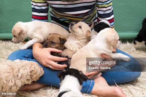 woman playing with puppies - baby animals stock pictures, royalty-free photos & images