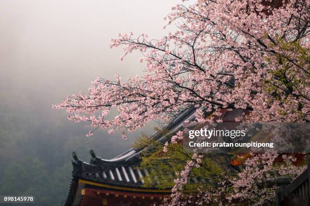 sakura in a rain - kiyomizu temple stock pictures, royalty-free photos & images