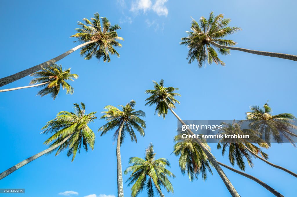 Coconut palm trees