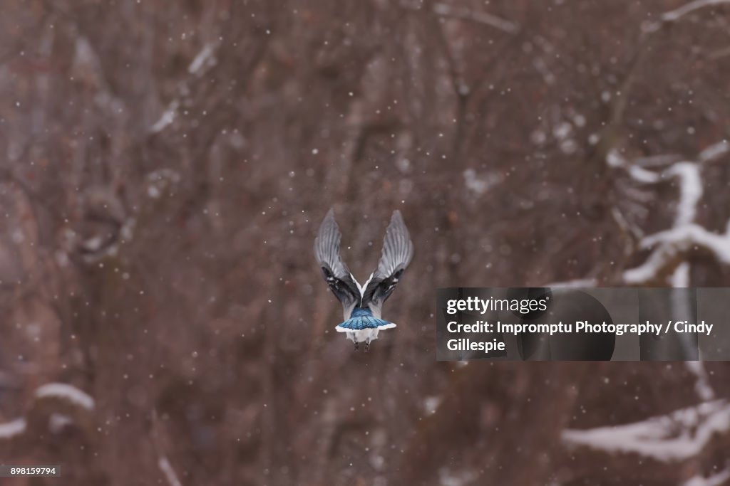 Mighty and strong Blue Jay in flight