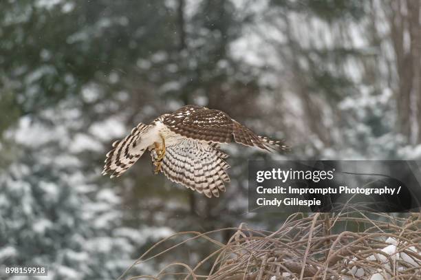 coopers hawk in fight circling - coopers hawk stock pictures, royalty-free photos & images