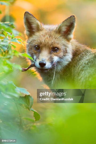 rotfuchs vulpes vulpes () - vuxen stock-fotos und bilder