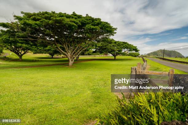 hana ranch tree - banyan tree stockfoto's en -beelden