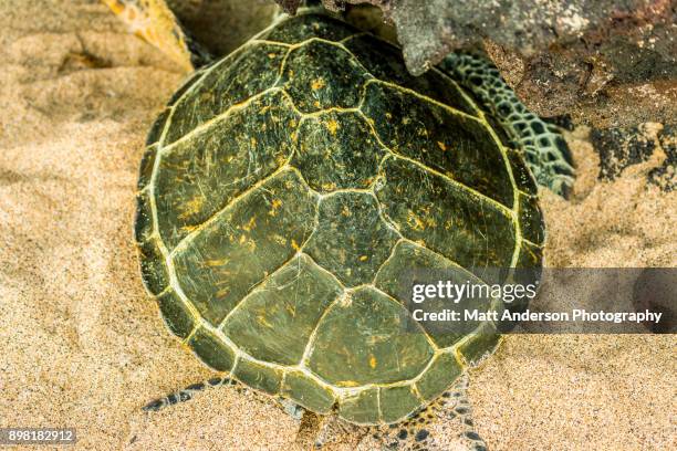 kukio beach sea turtle #2 - turtle's nest stockfoto's en -beelden