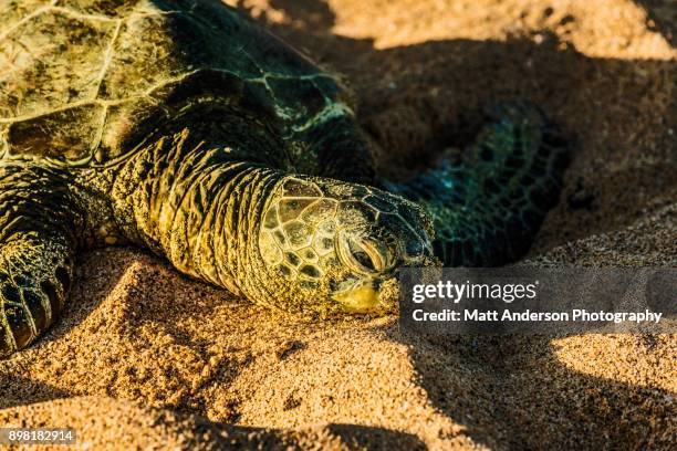 kukio beach sea turtle #1 - turtle's nest stock pictures, royalty-free photos & images