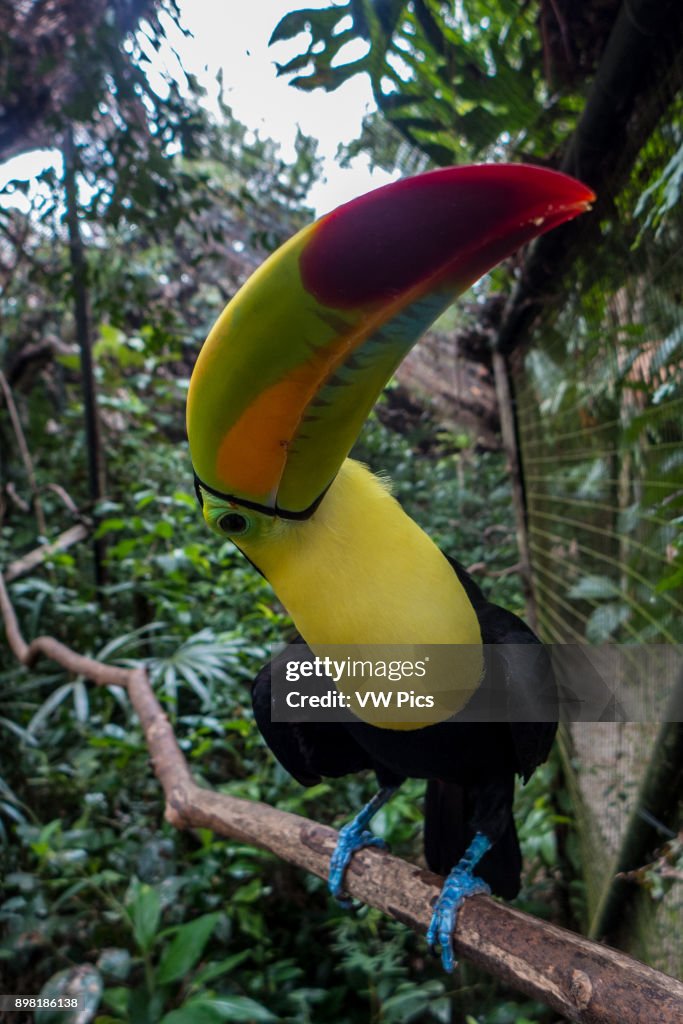 Keel-Billed Tucan, Belize's national bird, at Belize zoo