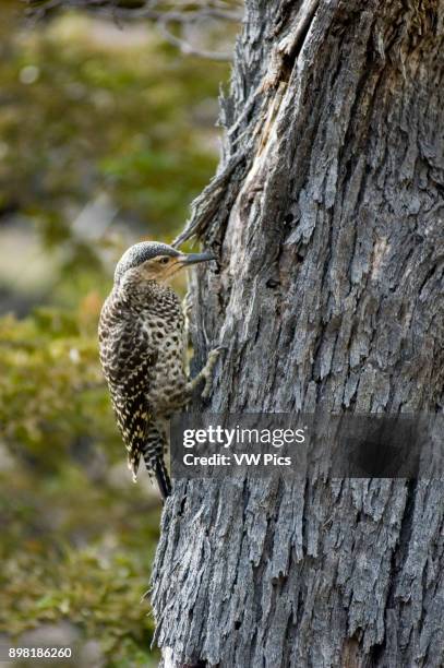 Carpintero Pitio, 'Colaptes Pitius', Woodpecker in Los Glaciares National Park, Santa Cruz, Patagonia, Argentina.