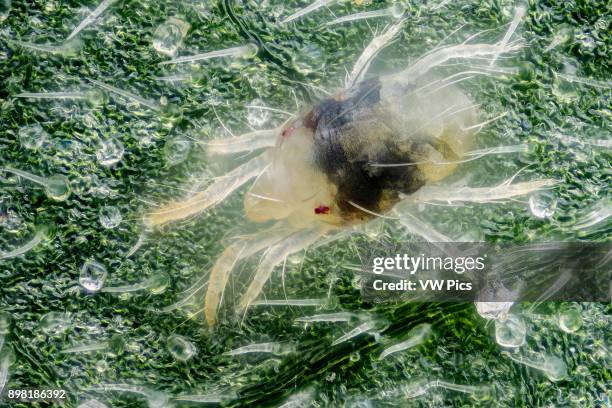 Spider mite on a cannabis sativa leaf. Spider mites are members of the Acari family Tetranychidae, which includes about 1,200 species. They generally...