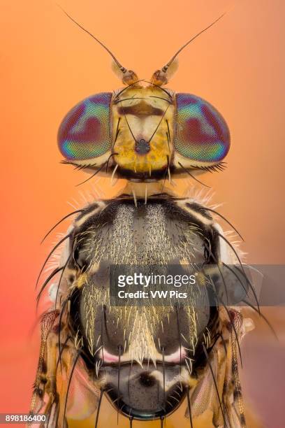 The Mediterranean fruit fly, Ceratitis capitata, is one of the world's most destructive fruit pests. Adult male Mediterranean fruit fly, Ceratitis...