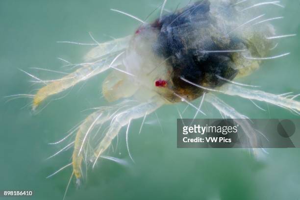 Spider mites are members of the Acari family Tetranychidae, which includes about 1,200 species. They generally live on the undersides of leaves of...