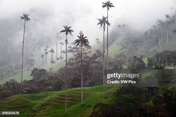 The Cocora Valley , Colombia.