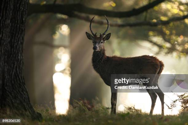 red deer (cervus elaphus - woodland animal stock pictures, royalty-free photos & images