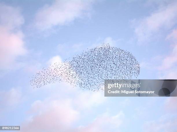 flock of starlings - vogelzwerm stockfoto's en -beelden