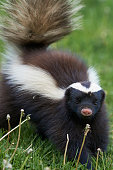 Humboldt's hog-nosed skunk