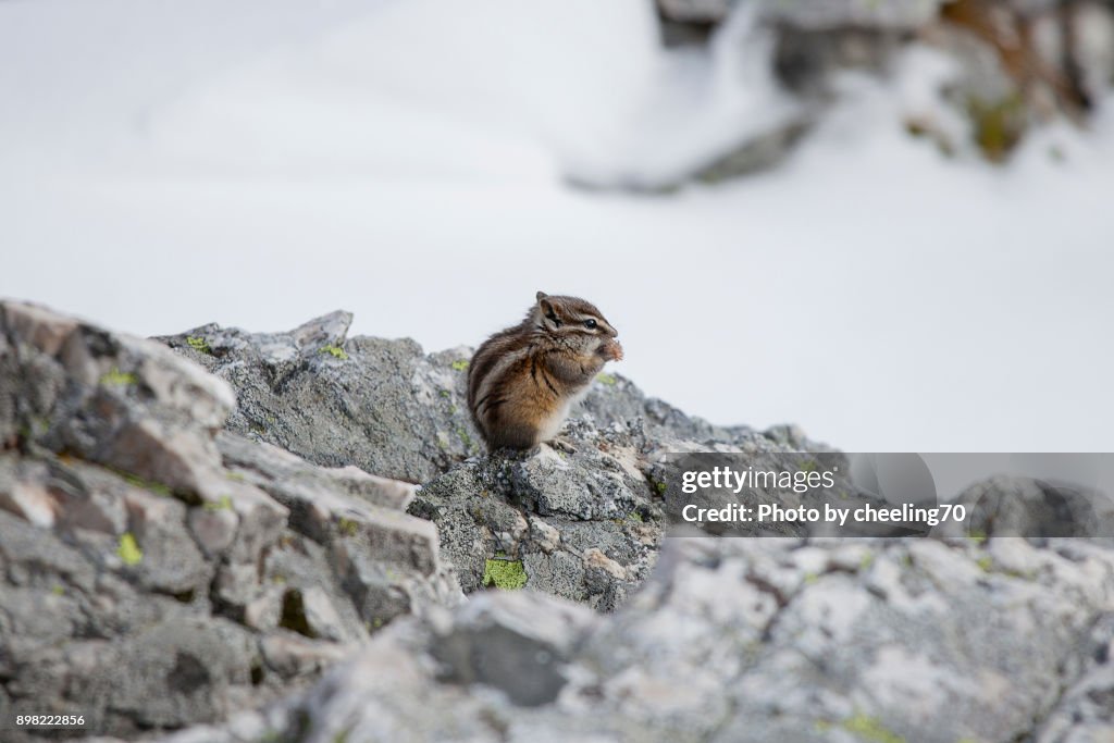 Chipmunk in Winter