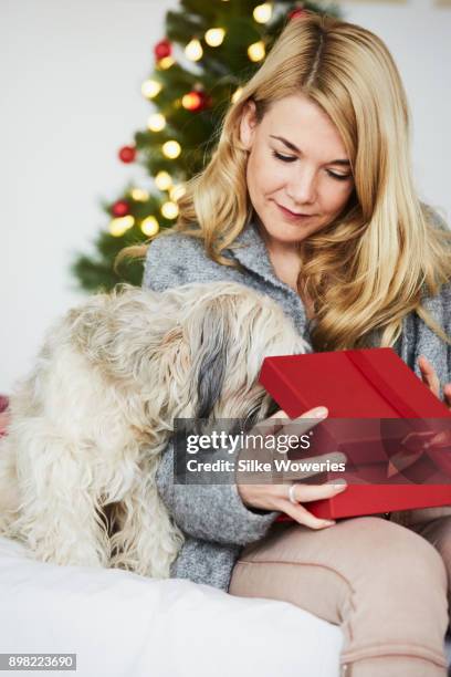 christmas for pets - chinese crested powderpuff stock pictures, royalty-free photos & images