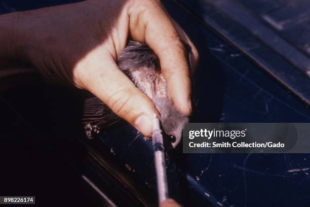 Detail view of a human hand holding a bird and using a syringe to extract blood from its jugular vein as part of a Centers for Disease Control study...