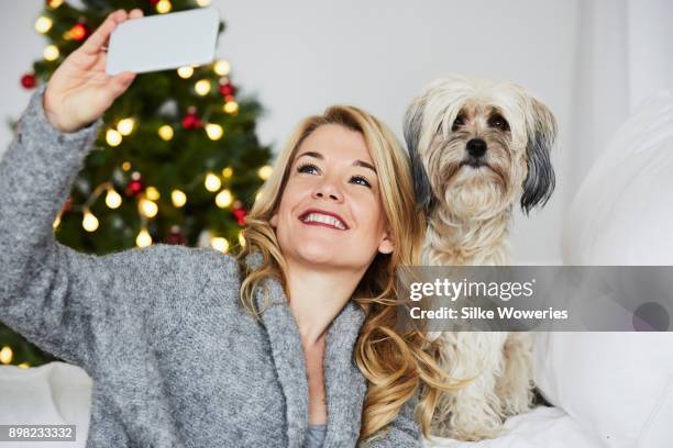 christmas for pets - chinese crested powderpuff stock pictures, royalty-free photos & images