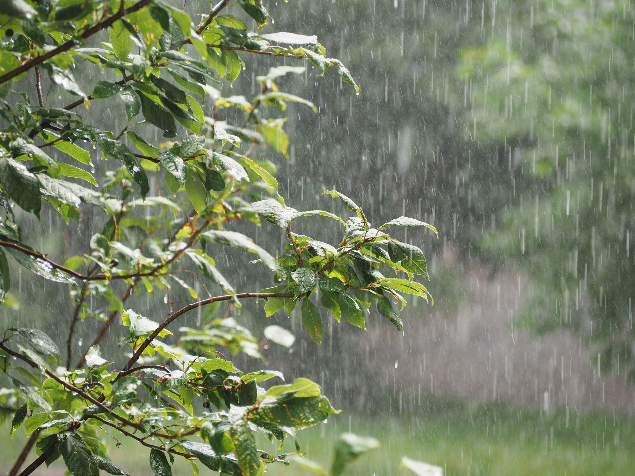 rainy landscape