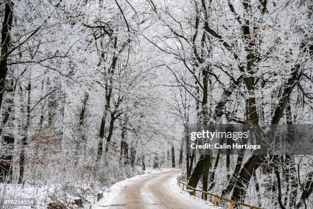 forest road through a frost-white forest in transylvania, romania - transylvania stock pictures, royalty-free photos & images